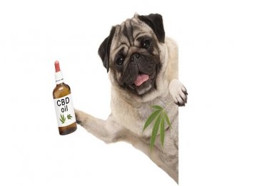 CBD for Pets Dogs and Cats